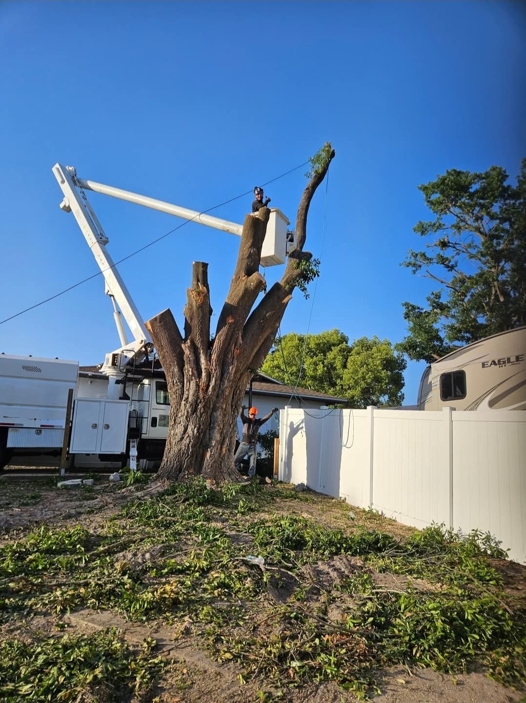 Tree Removal Service
