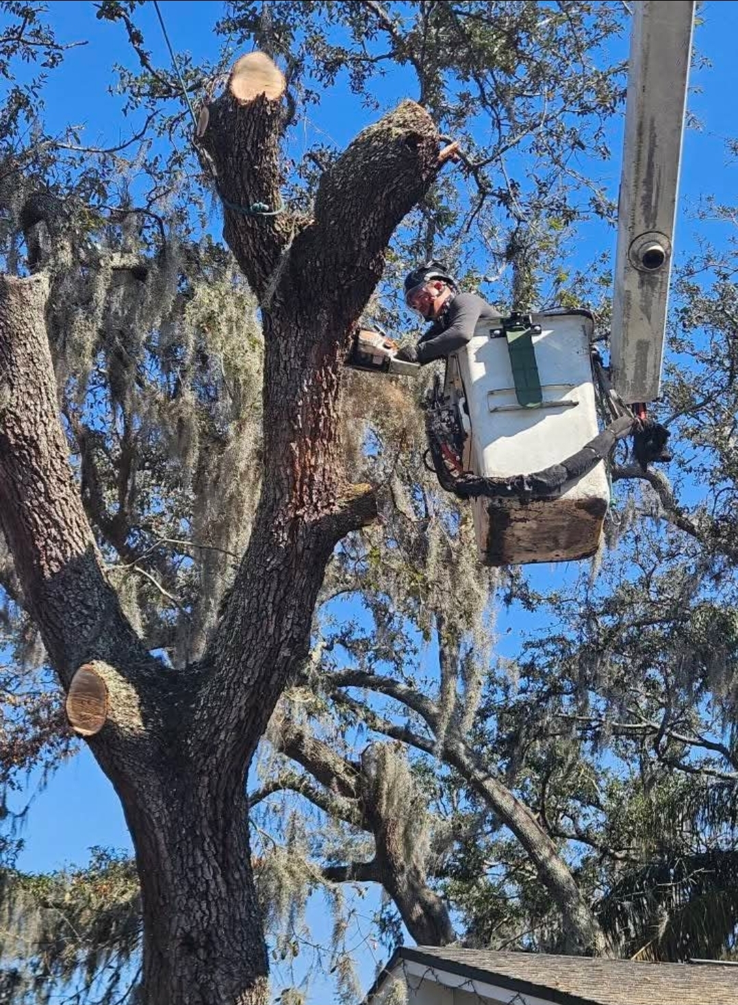 Tree Service Work