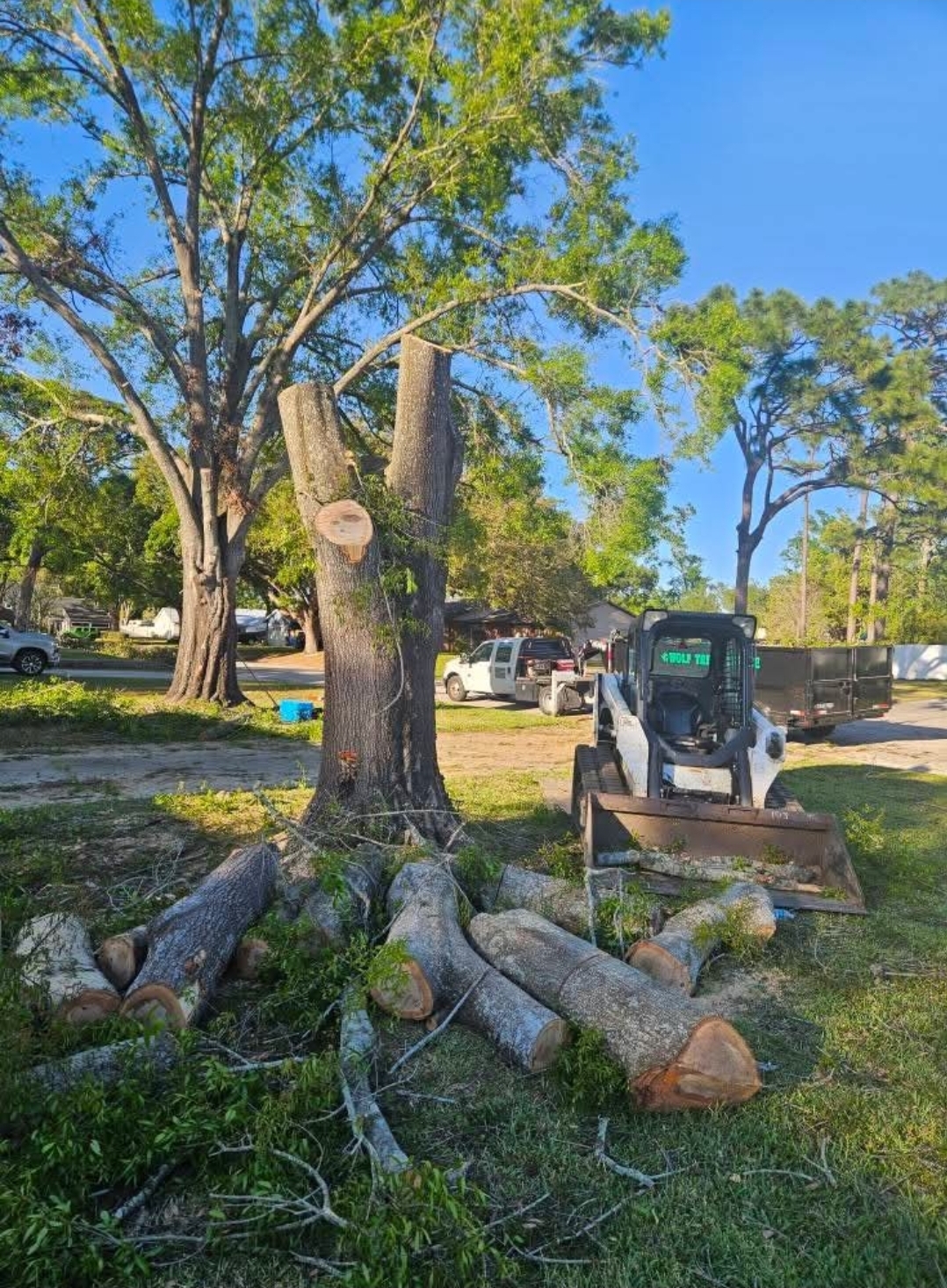 Tree Service Work