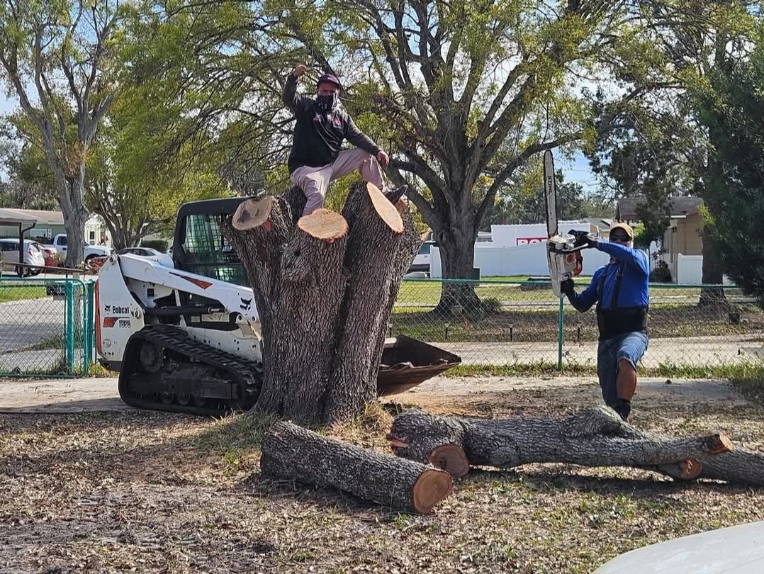 Tree Service Work