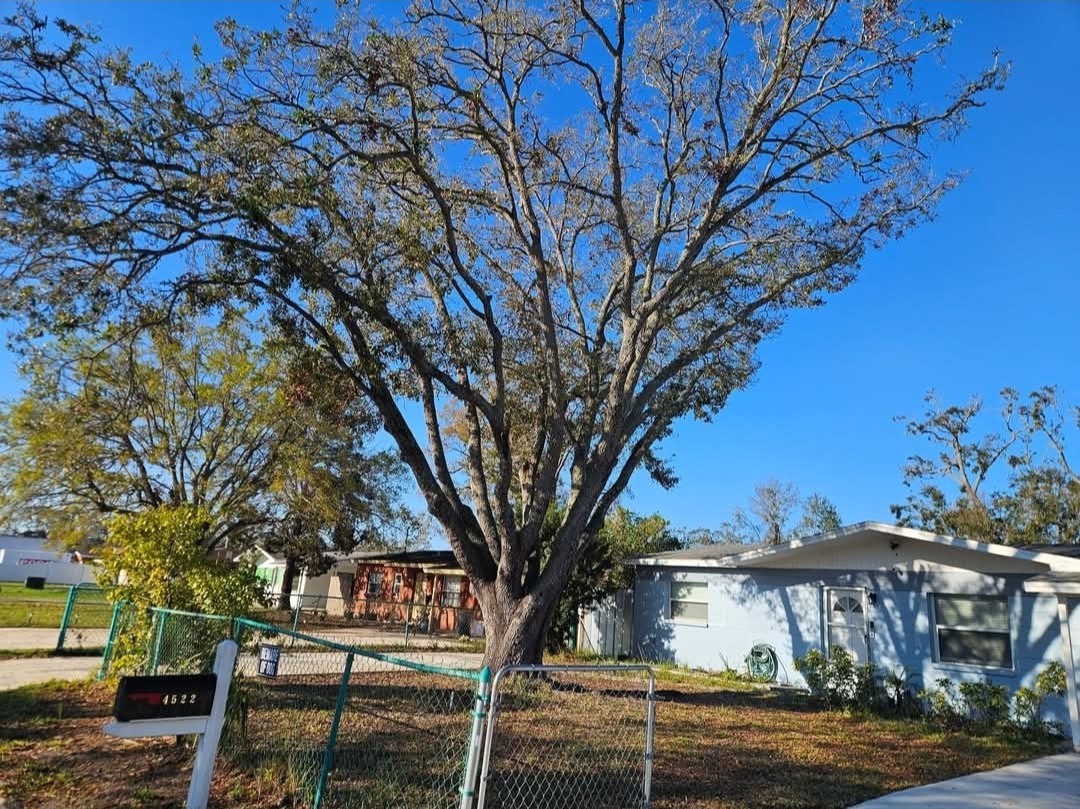 Tree Service Work